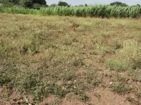  Agricultural Land for Sale in Baramati, Pune