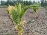  Agricultural Land for Sale in Uthiramerur, Kanchipuram