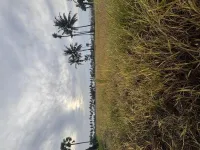  Agricultural Land for Sale in Tanuku, West Godavari