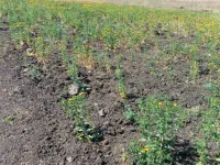  Industrial Land for Sale in Lachapet, Kamareddy