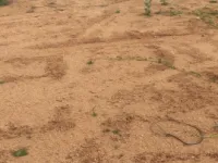  Agricultural Land for Sale in Madhugiri, Tumkur