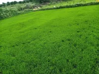  Agricultural Land for Sale in Kadapa, Cuddapah