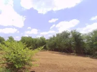  Agricultural Land for Sale in Sindhrot, Vadodara