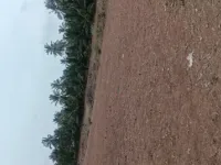  Agricultural Land for Sale in Sulur, Coimbatore