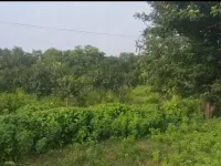 Agricultural Land for Sale in Bajipura, Surat