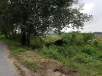  Agricultural Land for Sale in Madanur, Vellore