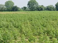 Agricultural Land for Sale in Kapadvanj, Kheda