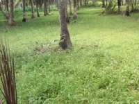  Agricultural Land for Rent in Ring Road, Mysore