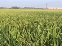  Agricultural Land for Sale in Daskroi, Ahmedabad