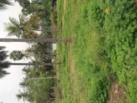  Residential Plot for Sale in Gorimedu, Salem
