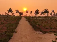  Agricultural Land for Sale in Chintamani, ChikBallapur