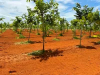  Agricultural Land for Sale in Pulipakkam, Chengalpattu