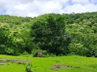  Agricultural Land for Rent in Alibag, Raigad