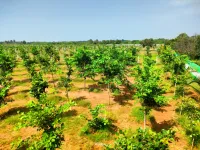  Agricultural Land for Sale in Pulipakkam, Chengalpattu