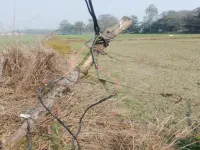  Agricultural Land for Sale in Tajawapur, Bahraich