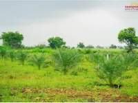 Agricultural Land for Sale in Narayankhed, Sangareddy