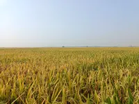  Agricultural Land for Sale in Bapatla, Guntur