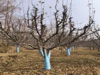  Agricultural Land for Sale in Achabal, Anantnag