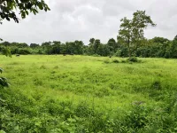 Agricultural Land for Sale in Mangaon, Raigad