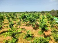  Agricultural Land for Sale in Pulipakkam, Chengalpattu