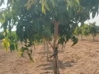  Agricultural Land for Sale in Dhone, Kurnool