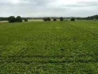  Agricultural Land for Sale in Kolayat, Bikaner