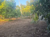 Agricultural Land for Sale in Umbergaon, Valsad