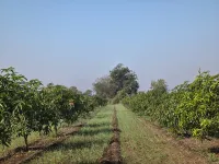 3 BHK Farm House for Sale in Sasan Gir, Junagadh