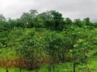  Agricultural Land for Sale in Quepem, South Goa, 