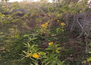 Residential Plot for Sale in Dholera, Ahmedabad