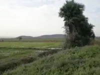  Agricultural Land for Sale in Gannavaram, Vijayawada