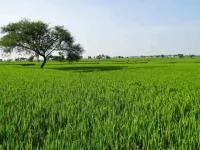  Agricultural Land for Sale in Barundhan, Bundi