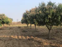 1 BHK Farm House for Sale in Shadnagar, Hyderabad