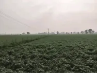  Agricultural Land for Sale in Mant, Mathura