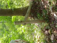  Residential Plot for Sale in Parali, Palakkad