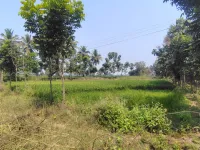  Agricultural Land for Sale in Panapakkam, Vellore