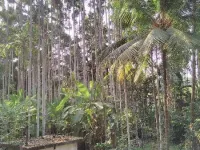  Agricultural Land for Sale in Kulshekar, Mangalore