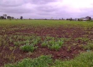7 Acre Agricultural/Farm Land for Sale in Vatsala Vihar, Khandwa