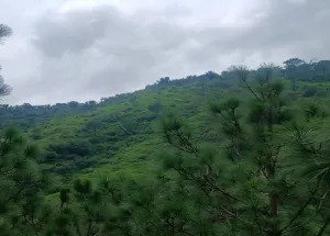 33 Bigha Agricultural/Farm Land for Sale in Chail, Shimla