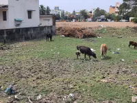  Residential Plot for Sale in Korattur, Chennai