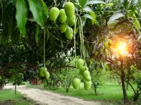 1.5 BHK Farm House for Sale in Bibi Nagar, Hyderabad