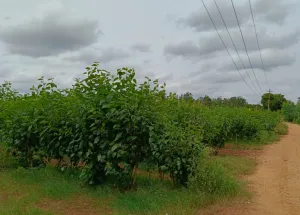  Agricultural Land for Sale in Dabaspete, Bangalore