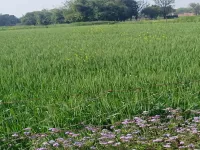  Residential Plot for Sale in Mansoorabad, Allahabad