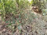  Residential Plot for Sale in Polpully, Palakkad