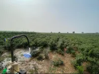  Residential Plot for Sale in Gurazala, Guntur