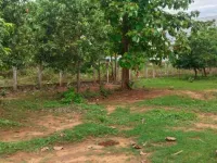 Residential Plot for Sale in Pedathadivada, Vizianagaram