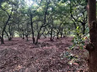 Residential Plot for Sale in Bordi, Palghar