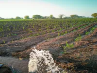  Agricultural Land for Sale in Gangapur Aurangabad