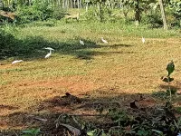  Commercial Land for Sale in Bardez, Goa