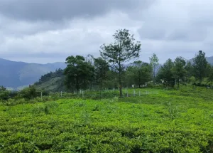 Agricultural Land for Sale in Kotagiri, Nilgiris